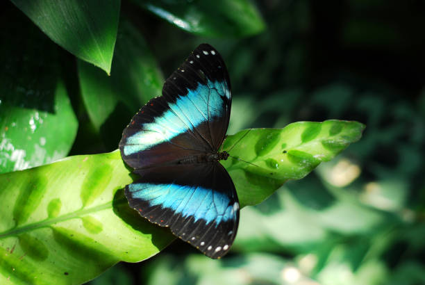istock single blue butterfly on green plant in summer 2191010070
