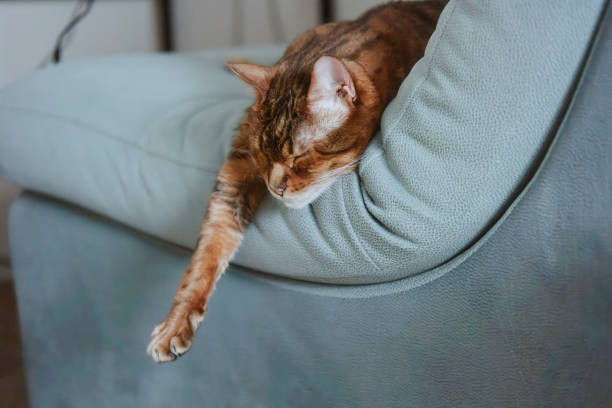 istock Cute cat sleeping with extended paw. 2191010386