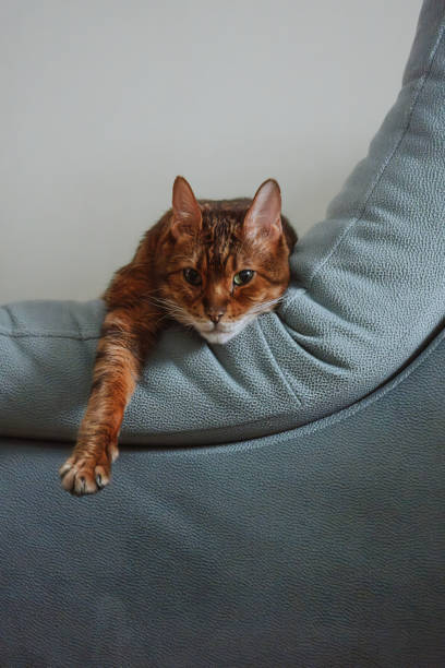 istock Cute cat resting on couch with extended paw. 2191010442