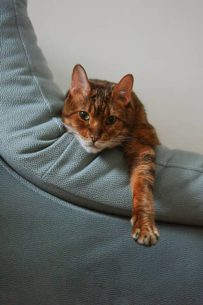istock Cute cat resting on couch with extended paw. 2191010445