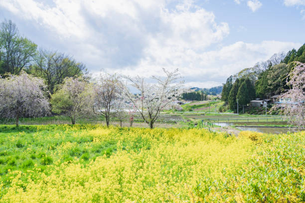 istock field of canola flower and cherry trees 2191010980