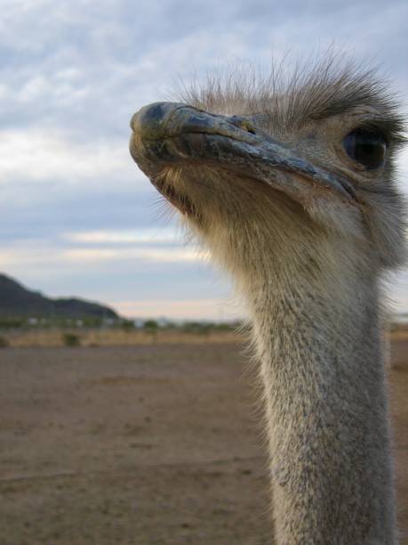 istock Close-Up of an Ostrich Head 2191013039