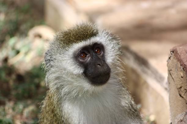 istock Close-Up of a Vervet Monkey 2191013288