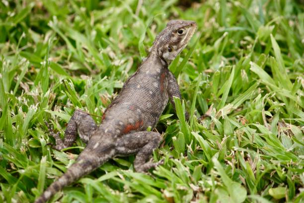 istock Eastern Blue-Tongue Lizard on Grass 2191013317