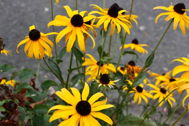 istock Black-eyed Susans in Bloom 2191013328