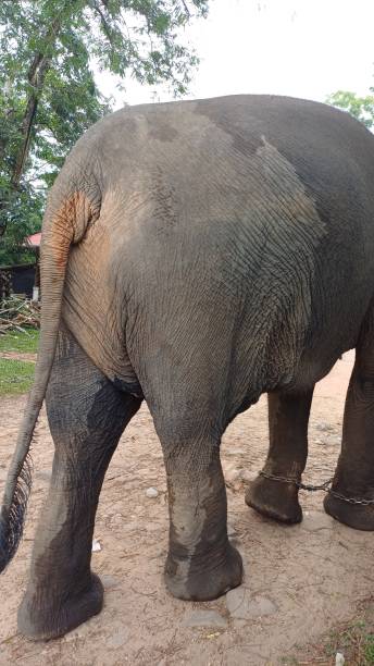istock Asian Elephant Rear View Texture Detail 2191013404