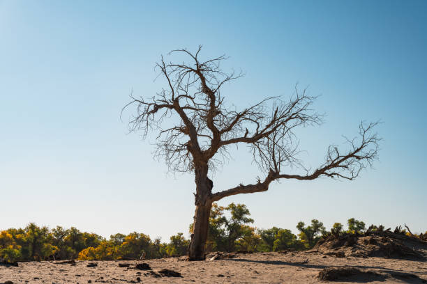 Solitary dead tree standing in the arid landscape of sossusvlei, namibia, with a large sand dune and cloudy sky in the background