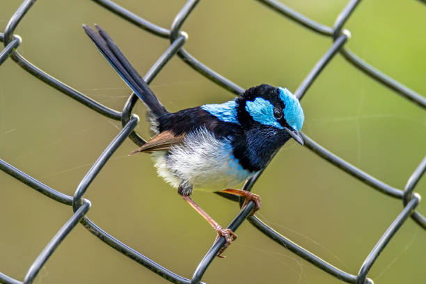 Superb Fairy-wren on a wire fence in Mogo, NSW, Australia.