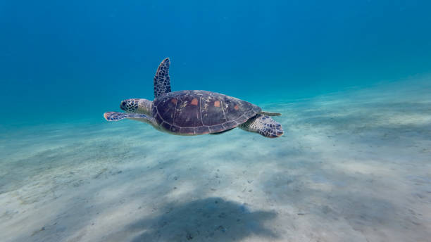 istock A sea turtle swims underwater. 2191019211