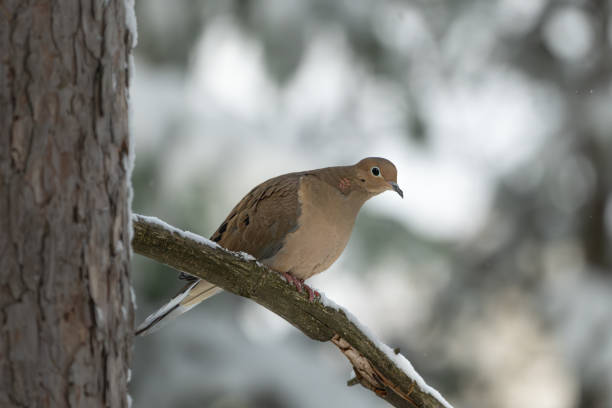 Winter scene of a perched Morning Dove on a snowy tree branch.