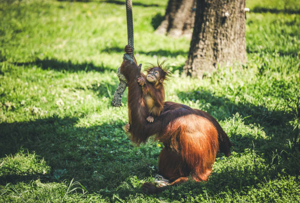 A small chimpanzee was trying to climb a rope. The mother chimpanzee raised the little one up to catch up the rope.