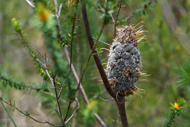 Banksia seed pod