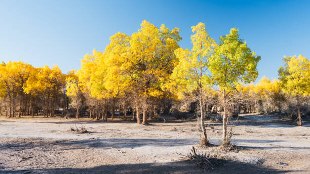 The scenery of Qidao Bridge in Ejina Populus euphratica forest, Inner Mongolia, China