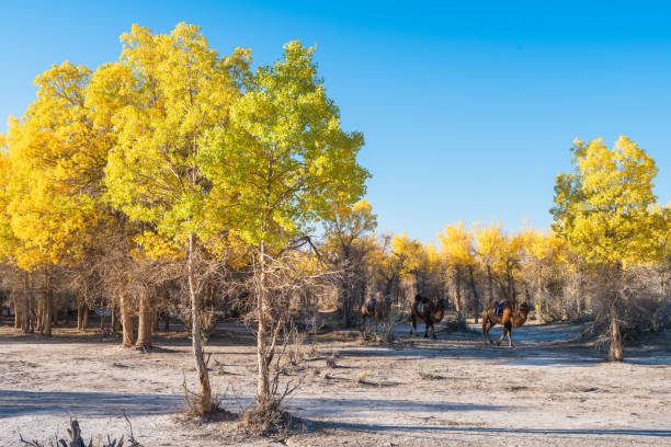 The scenery of Qidao Bridge in Ejina Populus euphratica forest, Inner Mongolia, China