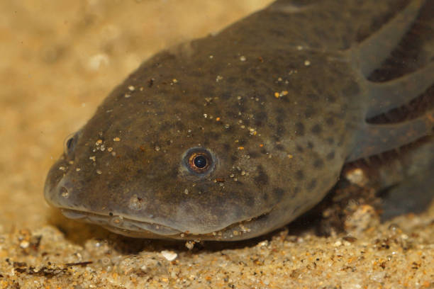 istock Closeup on a wildtype colored endangered paedomorphic Mexican axolotl, Ambystoma mexicanum underwater 2191023876