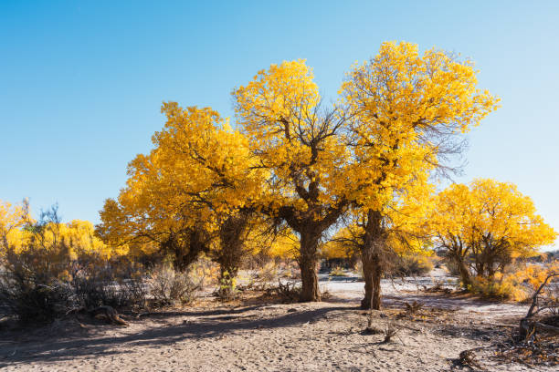 The scenery of Qidao Bridge in Ejina Populus euphratica forest, Inner Mongolia, China