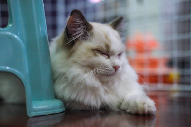 Cute, small Ragdoll cat sleeping on the floor 3 months old