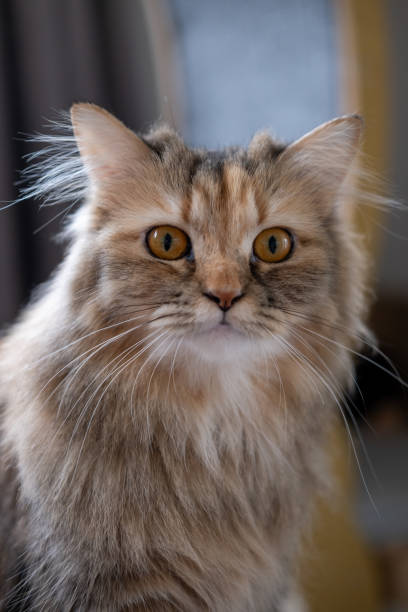 istock Cute fluffy brown cat. Mixed breed cat between Maine Coon and Scottish Fold. 2191025620