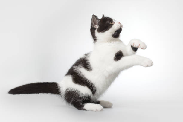 Spotty young kitten posing for portrait in studio on gray background