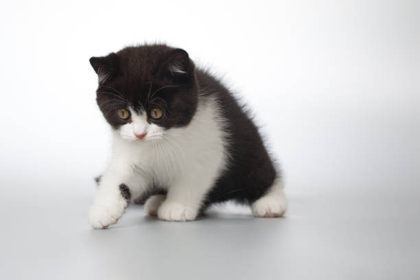 Spotty young kitten posing for portrait in studio on gray background