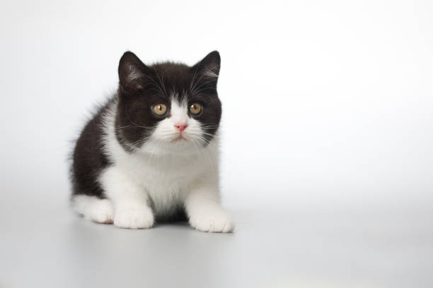 istock Pretty spotty kitten posing and playing games on grey background in studio 2191025654