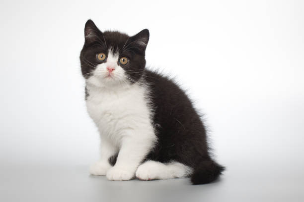 istock Pretty spotty kitten posing and playing games on grey background in studio 2191025656