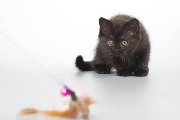 Young black kitten posing for portrait in studio on gray background
