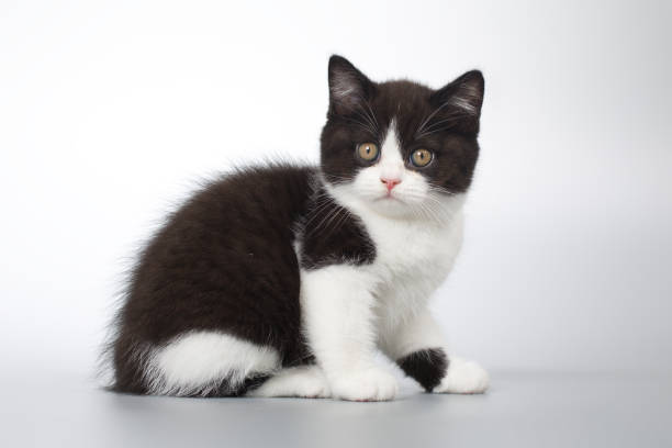 istock Pretty spotty kitten posing and playing games on grey background in studio 2191025764