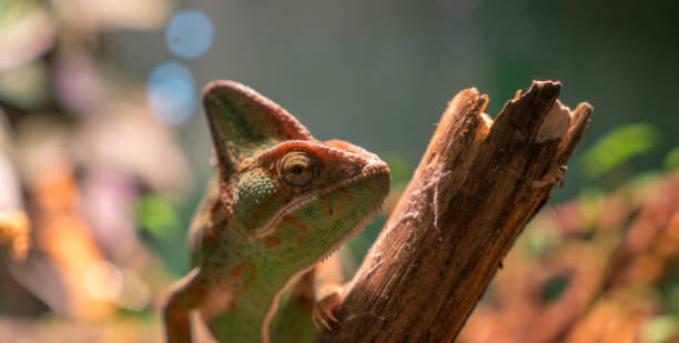 istock When a Yemen Chameleon Looks at You 2191025767