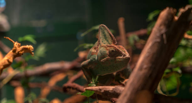 istock When a Yemen Chameleon Looks at You 2191025771