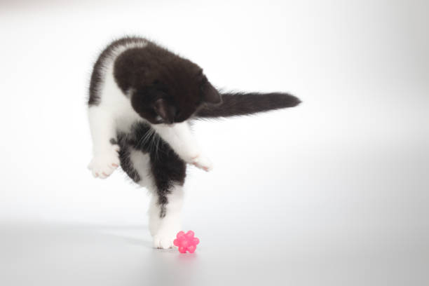 Spotty young kitten posing for portrait in studio on gray background