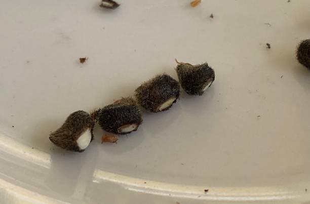 istock Hibiscus seeds with corners cut off ready to plant 2191026122