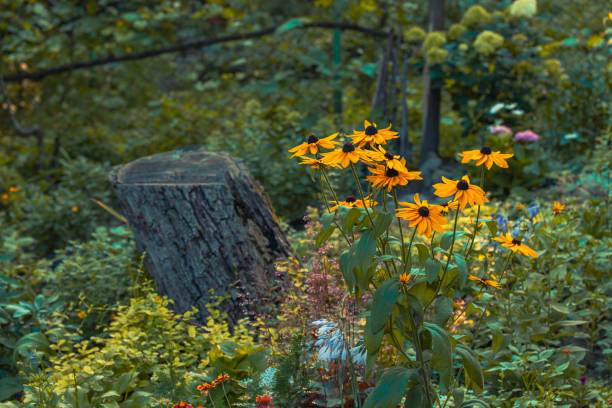Black eyed Susan yellow flowers, uncultured close up
