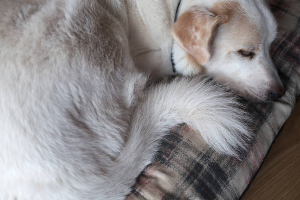 white cuty dog as family best friend