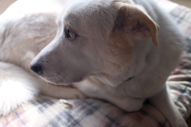white cuty dog as family best friend