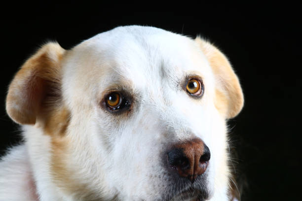 white cuty dog as family best friend