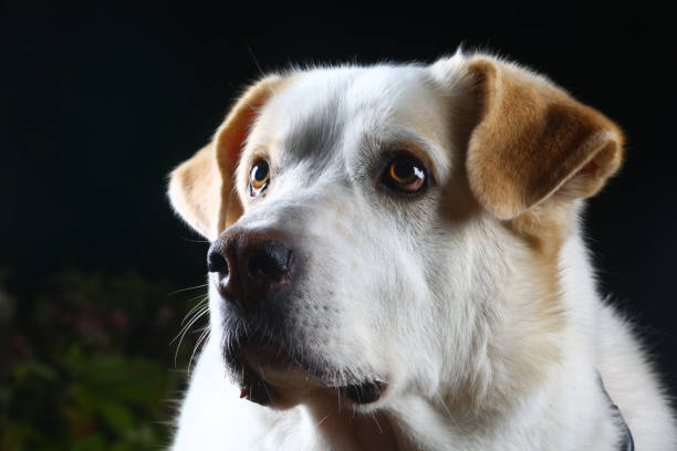 white cuty dog as family best friend