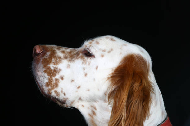 Female English Setter running fast and freely in a field.