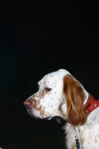 white cuty dog as family best friend
