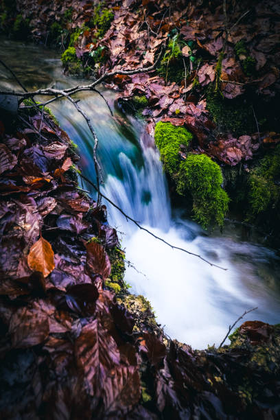 Bachlauf im Wald bei Paterzell in Bayern