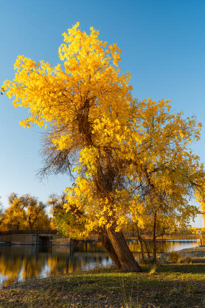 istock Erdao Bridge scenery in Ejina Populus euphratica forest scenic area, Inner Mongolia, China 2191030412