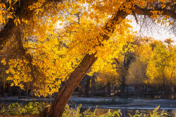 Erdao Bridge scenery in Ejina Populus euphratica forest scenic area, Inner Mongolia, China