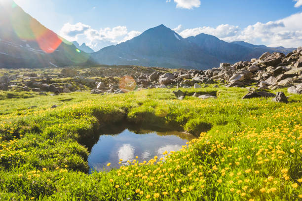 Pond on stream in the Akchan valley. Mountain Altai landscape