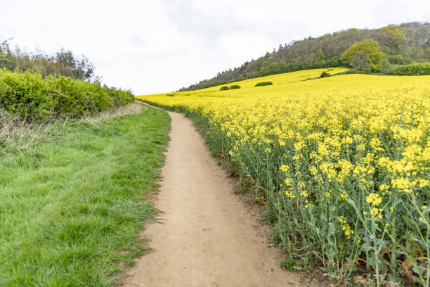 Lovely spring day yellow flowers field footpath near Guildford Surrey England Europe