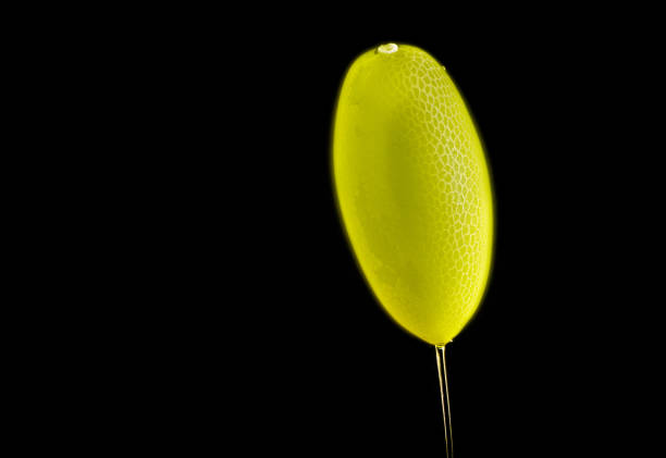 A close-up of colorful lacewing eggs against a black background