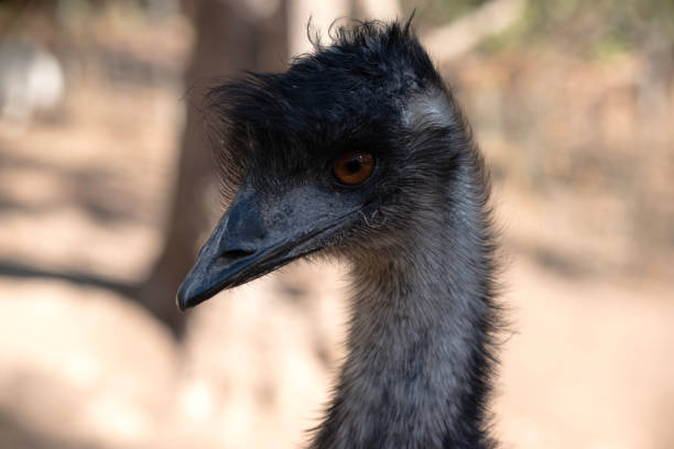 Emus are covered in primitive feathers that are dusky brown to grey-brown with black tips. The Emu's neck is bluish black and mostly free of feathers.