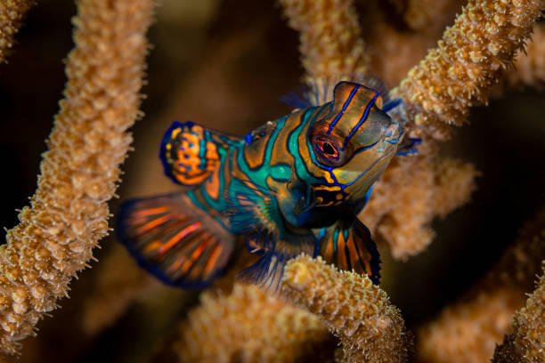 Mandarin fishes inhabit shallow protected lagoons and inshore reefs. They occur in the Western Pacific from Ryukyu Islands to Australia, usually in small groups spread over small area in a depth range from 1-18m, max. size 7cm. Mandarinfish do not have scales, but a mucus layer for protection. It is not only a stinky slime they produce, but they also secrete a toxin to protect them against predators. Their dramatic colouration, known as aposematism, is a warning: unpalatability and toxicity - both prey and predator get to live longer. This specimen was encountered in the Lembeh Strait, Indonesia 1°27'34.836 N 125°13'17.046 E at 4m depth by night