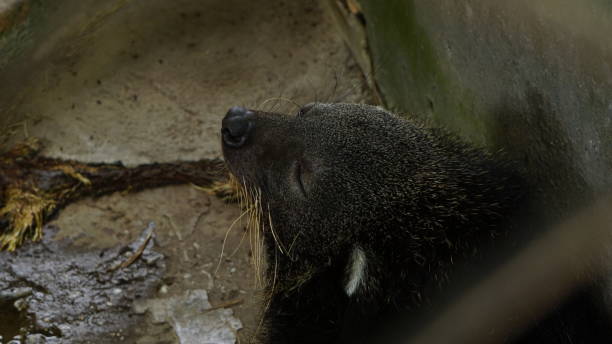 istock Sleeping Binturong at the Zoo 2191039203