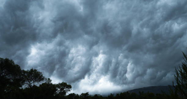 Dark storm clouds roll in the sky above treetops bending in the strong wind
