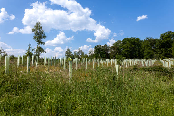 istock reforestation with tree seedlings with plastic tubes around stem growing in rows 2191039964